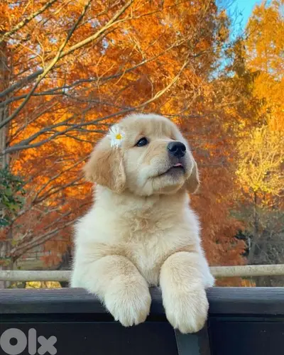 Cute & Pure Golden Retriever Puppies/ dog  كلاب