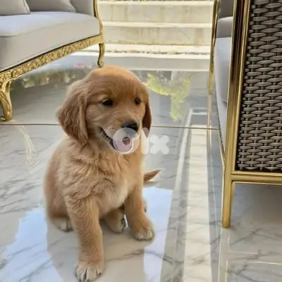The Most Special Golden Retriever Puppies/ dog كلاب
