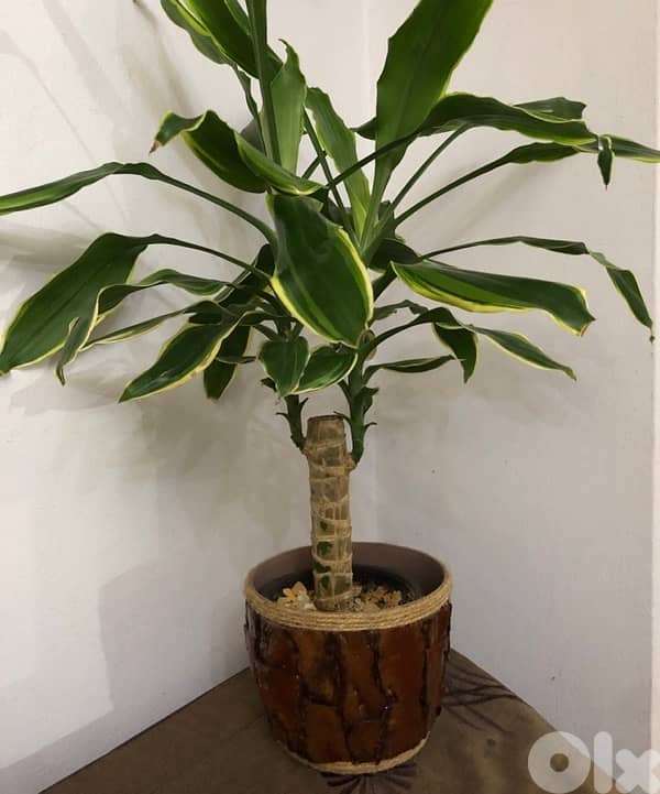 pot plant holder handmade 1