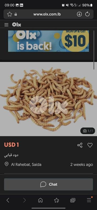 دود قبابي 0