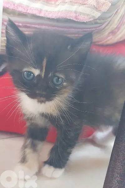 cats for sale