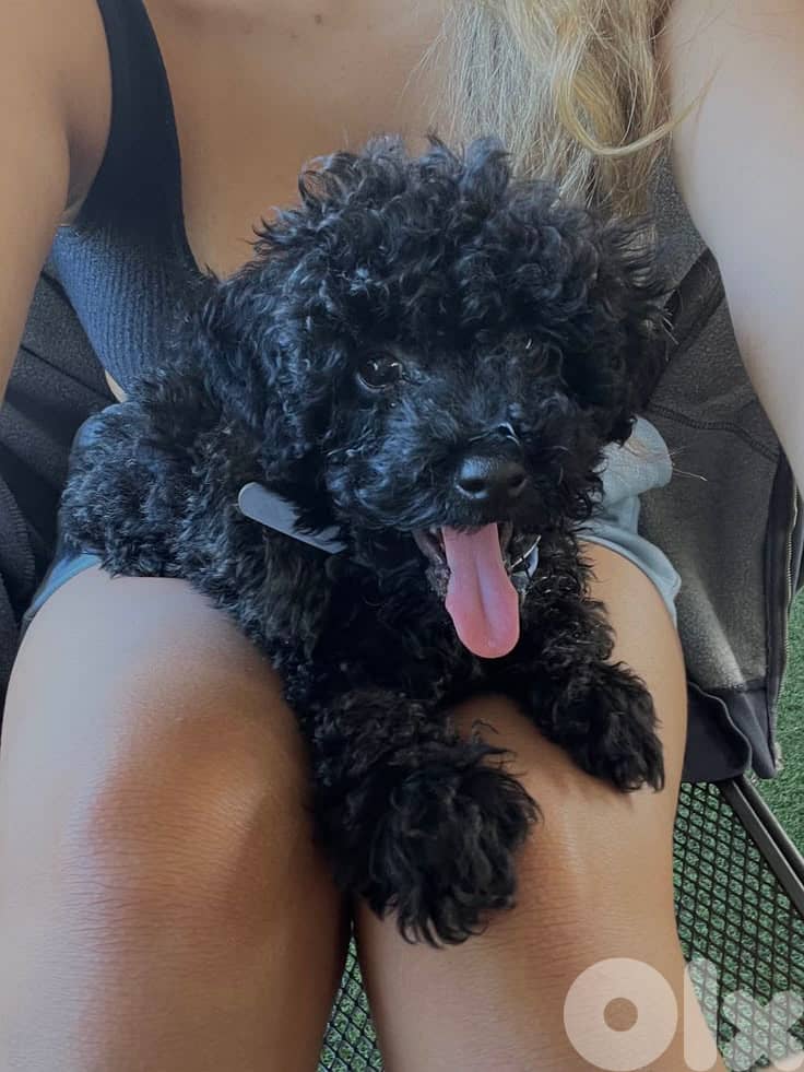 Majestic Toy Poodle Puppies Available /Dog/Delivery/InStore 0