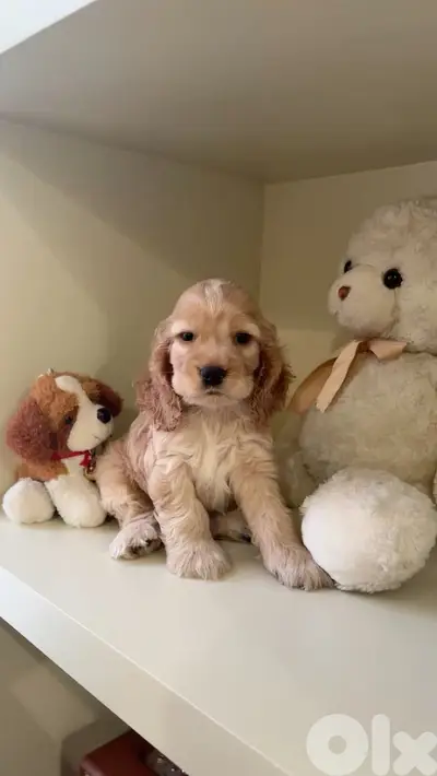 Adorable Cocker Spaniel Puppies Available In Store & Delivery/Book Now