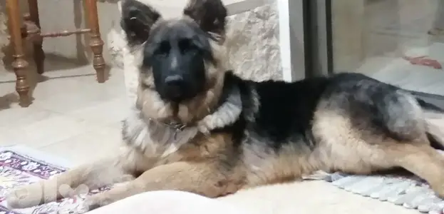 berger allemand with 2 puppies