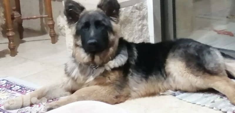 berger allemand 1