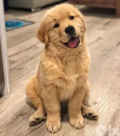 Our Amazing Golden Retriever Puppies now in store/ dog كلاب