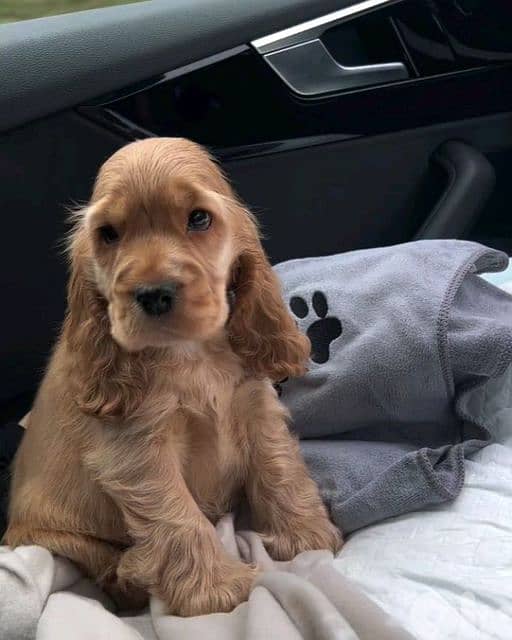 Cocker Spaniel Puppies now Available in store/ dog كلاب 0