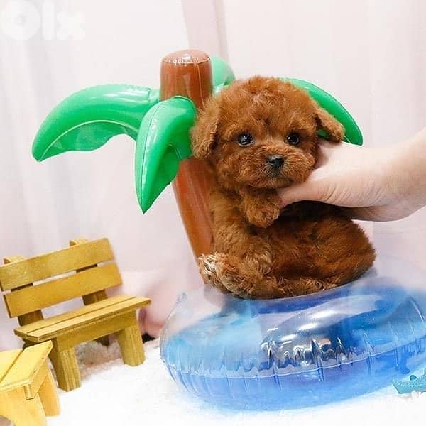Small & Super Cute Toy Poodle Puppies/ dog كلاب 0