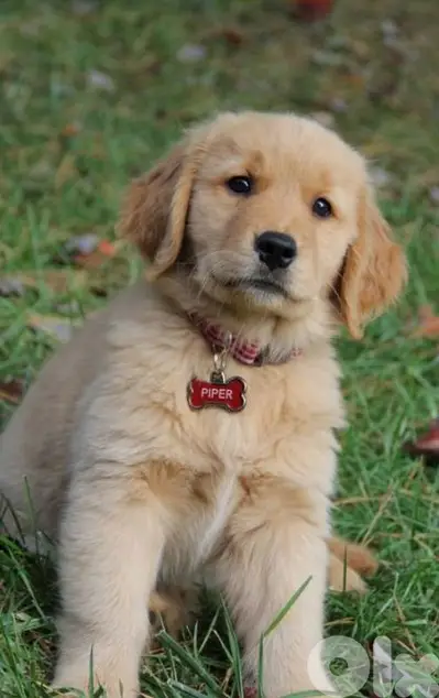 Best Pure Golden Retriever Puppies/dog كلاب