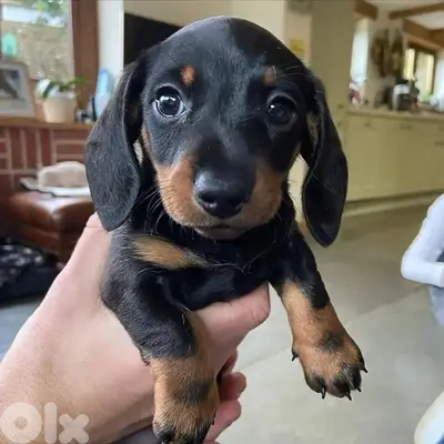 dachshund imported puppy
