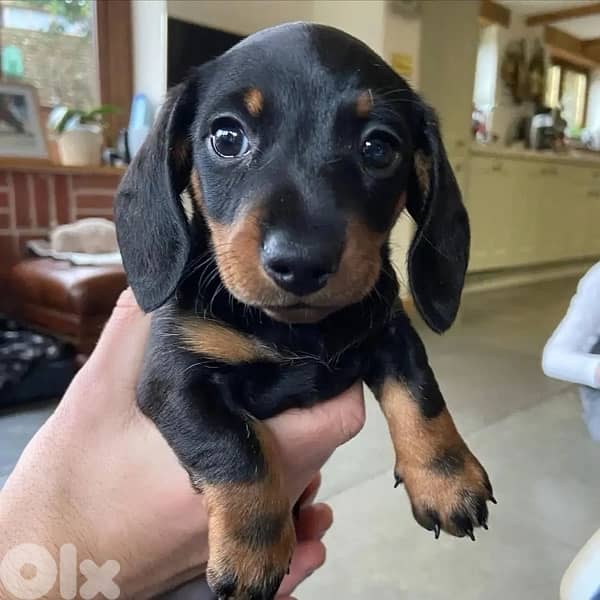 dachshund imported puppy 0