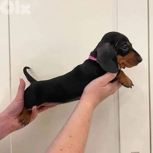 Teckel Mini dachshund imported 0