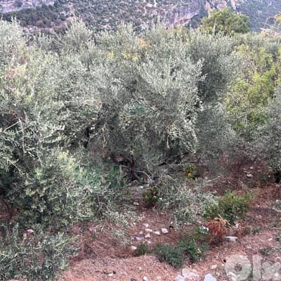 Land for sale in Nammoura, Kesserwan ارض للبيع في منطقة نمورة