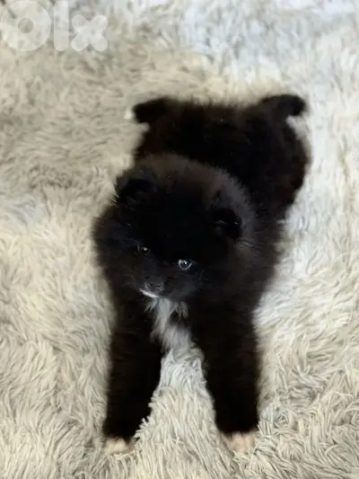 Cutest Pomeranian puppy Black Puppy