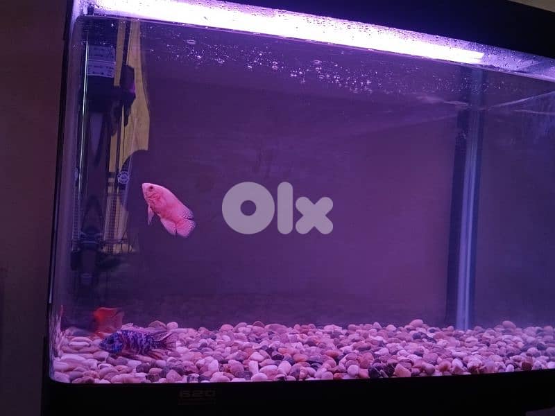 fish tank ,fish aquarium,stand , atman-620 2