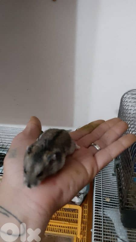 هامستر 4