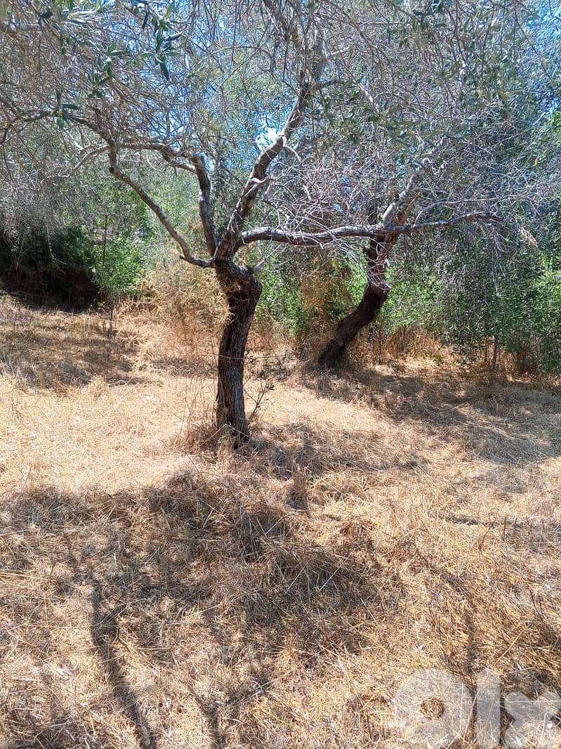 Land for sale in Aabrine/ View 2
