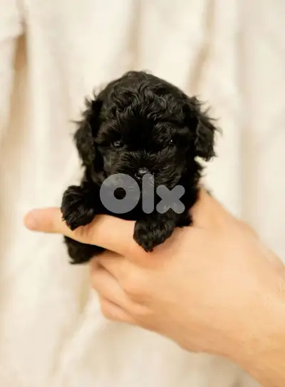 Beautiful Black Toy Poodle Puppy in store/ dog كلاب