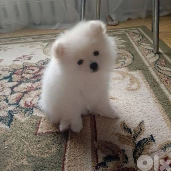 Loulou Spitz Puppies/ dog كلاب Small 0