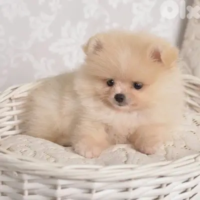 Pomeranian Loulou Spitz Small Size Puppies/ dog كلاب