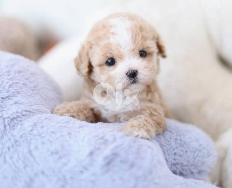 BICHON MALTESE AND MALTIPOO dogs SPECIAL OFFERS and more gifts 3