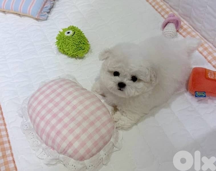 BICHON MALTESE AND MALTIPOO dogs SPECIAL OFFERS and more gifts 5