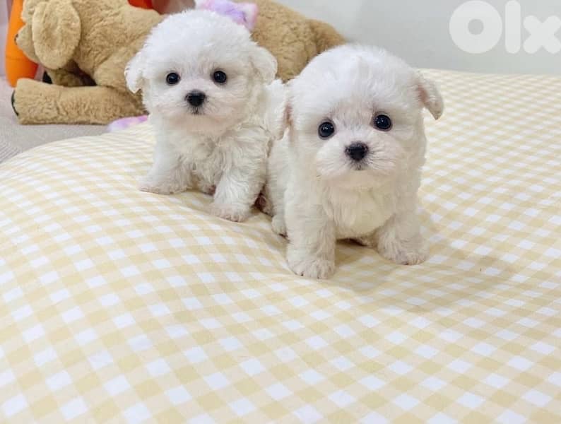 BICHON MALTESE AND MALTIPOO dogs SPECIAL OFFERS and more gifts 6