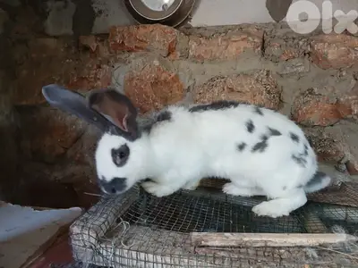 Giant French papillon Rabbits
