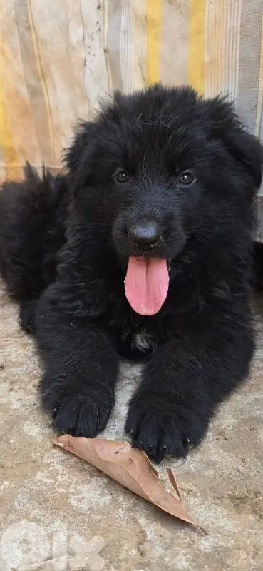 full black German shepherd puppies full black German shepherd puppies