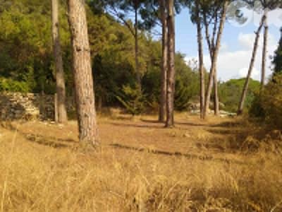 1640 Sqm Land For Sale In Jouret El Ballout ارض للبيع في جورة البلوط