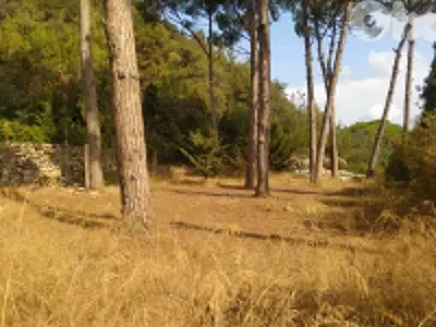 1640 Sqm Land For Sale In Jouret El Ballout ارض للبيع في جورة البلوط