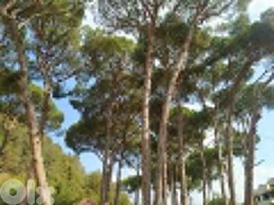 1640 Sqm Land For Sale In Jouret El Ballout ارض للبيع في جورة البلوط