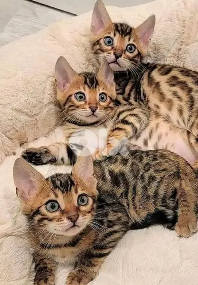 Leopard Bengal Kittens Available/ cat قطط بنغال