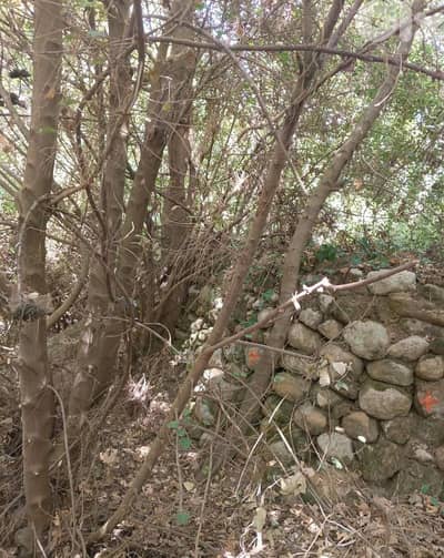 أرض للبيع في نبع الصفا  الشوف بريح chouf  land for sale in