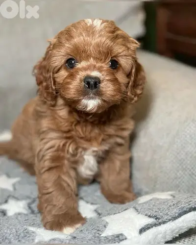 Adorable & cute Cavapoo puppy available in store & delivery all areas Adorable & cute Cavapoo puppy available in store & delivery all areas