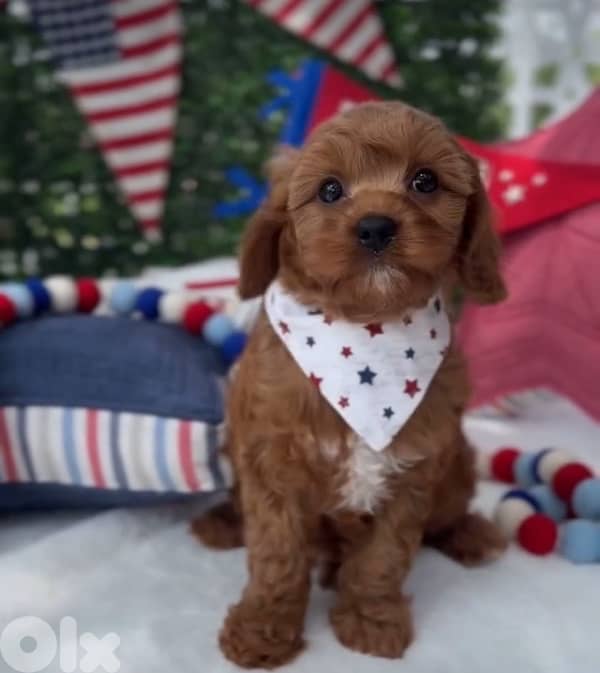 Cavapoo Imported Red Brown 0