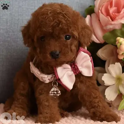 Toy Poodle Red Brown Puppies in Store / dog كلاب