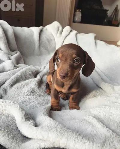 dachshund brown and tan imported puppy per request