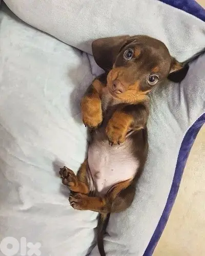 Dachshund brown and tan IMPORTED per request