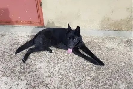 Royal black German Shepherd for mating G. S. D