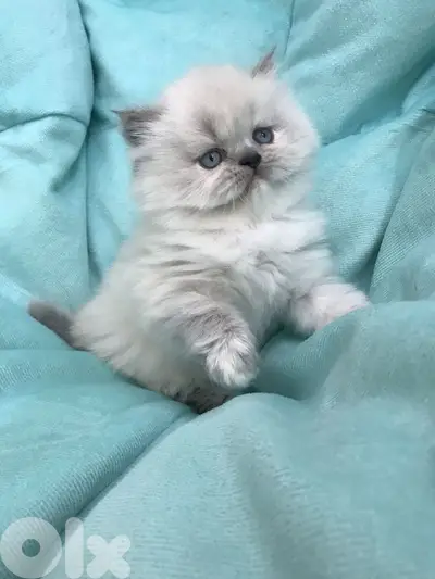 Persian Blue eyes kitten Delivery all over Lebanon