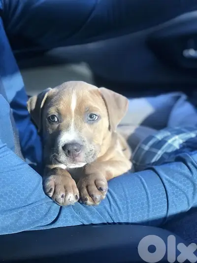Pitbull Blue fawn blue nose blue eyes puppy