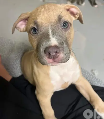 blue Fawn pitbull puppy