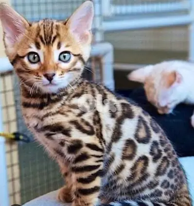 Bengal Kitten