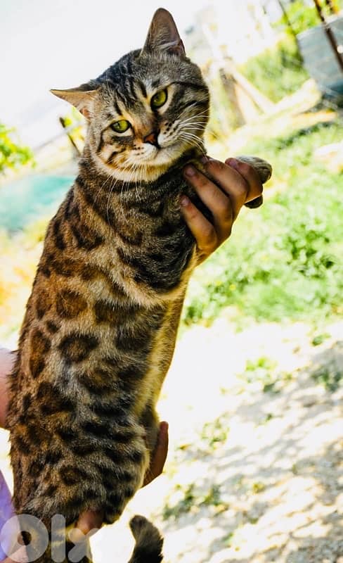 Bengal Kitten 6