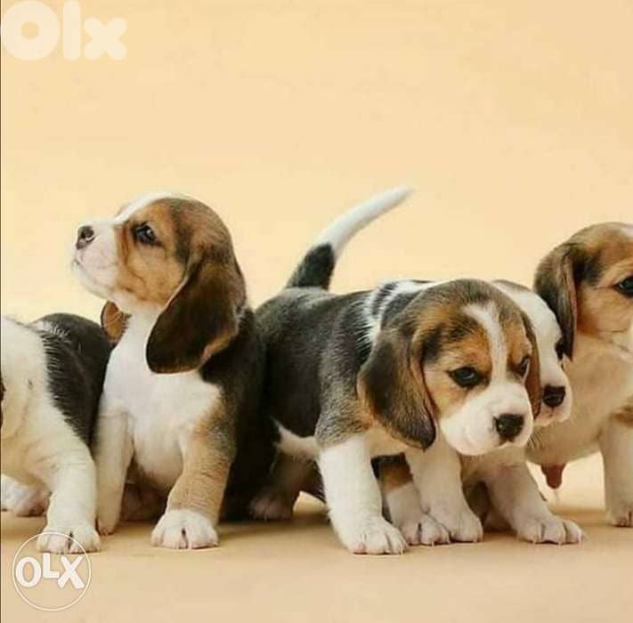 Beagle Puppies now available 0