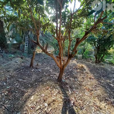 LAND of 863m in Bqenneya for sale أرض للبيع في بقينيا مساحتها 863م