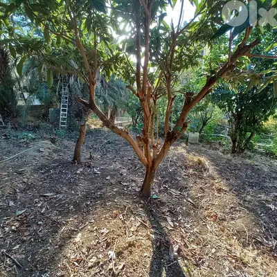 LAND of 863m in Bqenneya for sale أرض للبيع في بقينيا مساحتها 863م