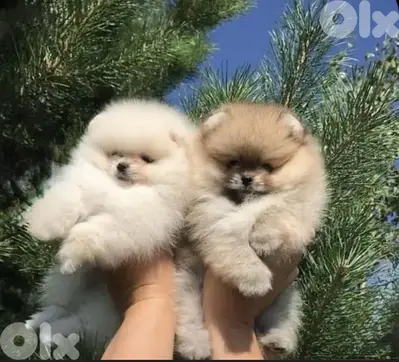 Teacup Pomeranian spitz imported pure breed /Delivery/Dog/كلب كالب جرو