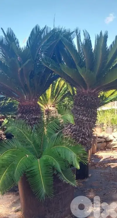 cycas نخيل سيكا جزعين